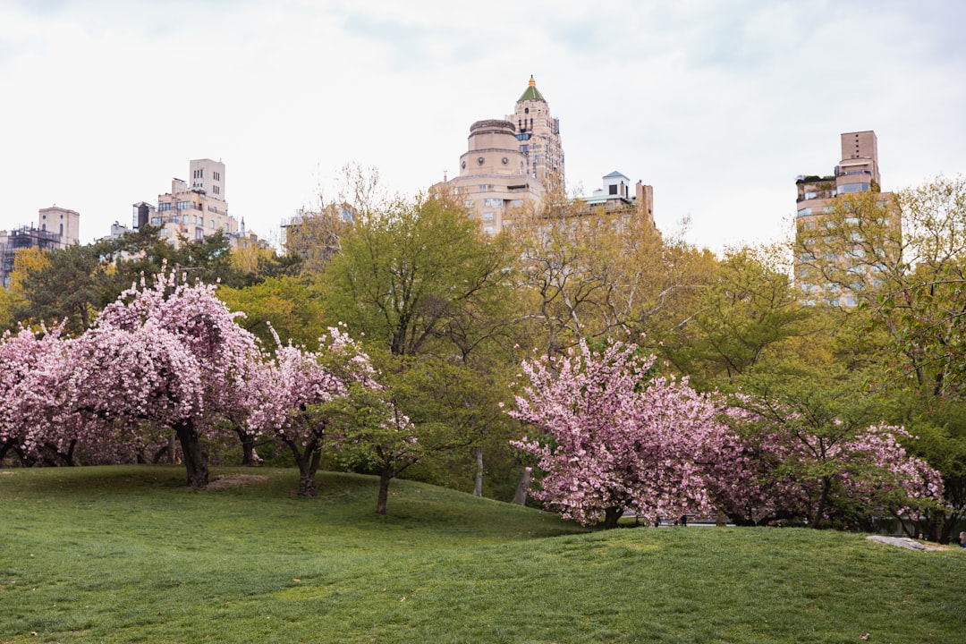 Two visitors admire cherry blossom trees in bloom at a New York City botanical garden in spring